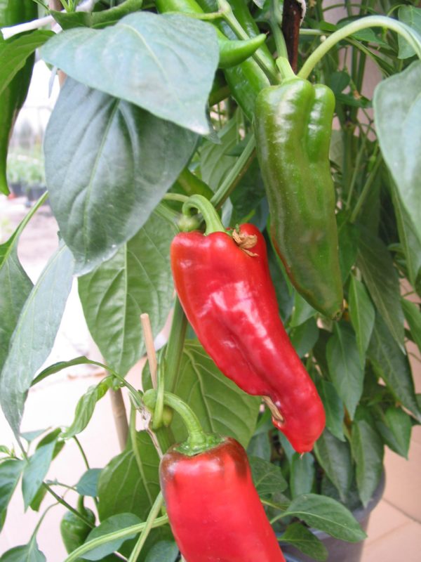 Poivron type Italien rouge de semis