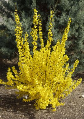 Forsythia intermedia (x) 'Lynwood'
