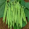 Haricot nain vert