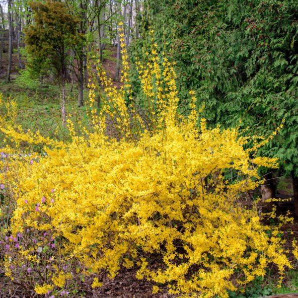 Forsythia 'Marée d'Or'