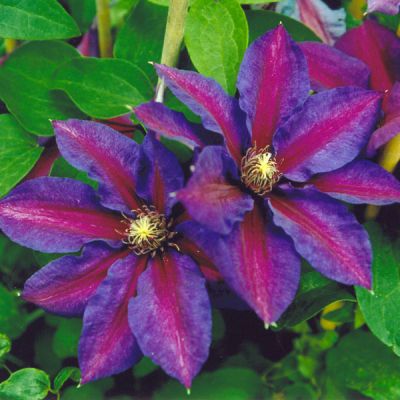 Clematis (Groupe gr. fleurs, précoce) 'Mrs N. Thompson