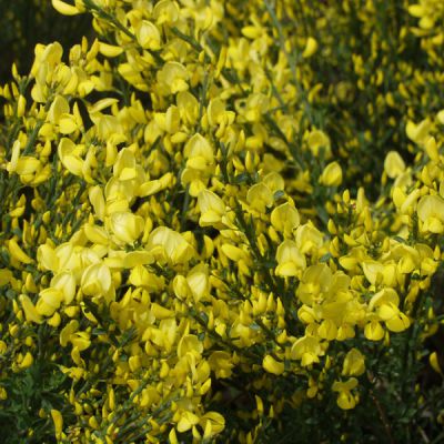Cytisus praecox (x) 'Allgold'