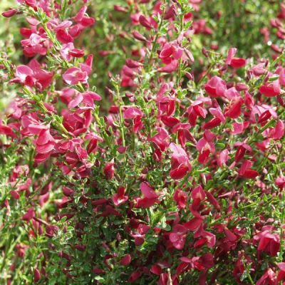 Cytisus (Scoparius-Gruppe) 'Boskoop Ruby