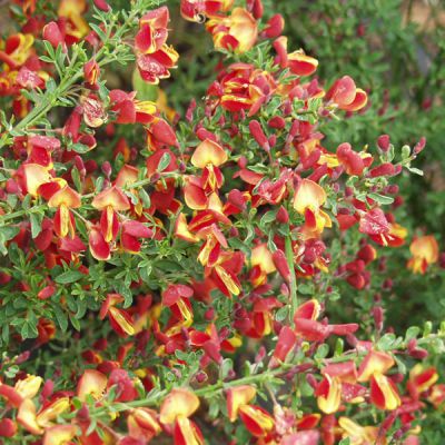 Cytisus (Scoparius-Gruppe) 'Lena'