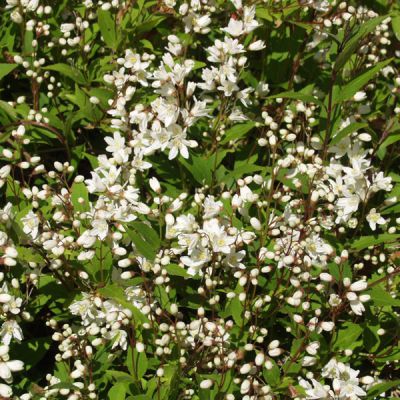 Deutzia gracilis 'Nikko'