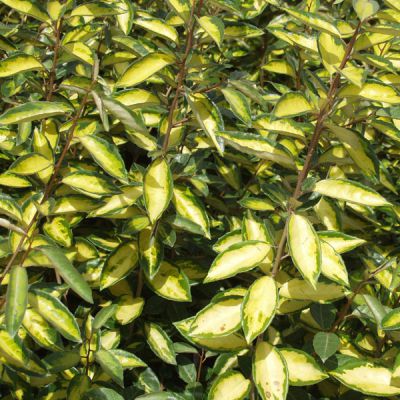 Elaeagnus ebbingei (x) 'limelight'