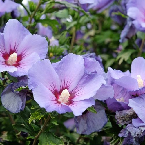 Hibiscus syriacus 'Woodbridge'