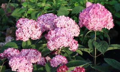 Hydrangea arborescens 'Annabelle'