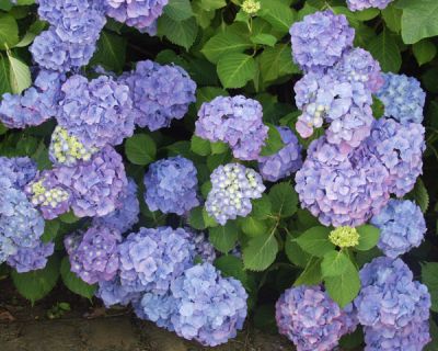 Hydrangea macrophylla 'Renata Blue'