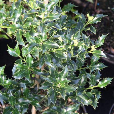 Ilex aquifolium