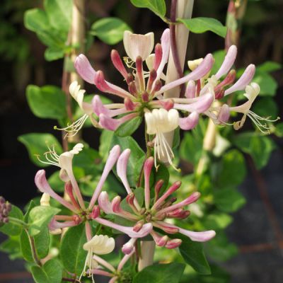 Lonicera heckrottii (x) ' Goldflame'