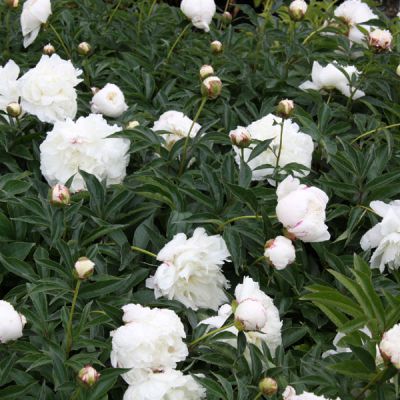 Paeonia (Lactiflora-groupe) 'Duchesse de Nemours'