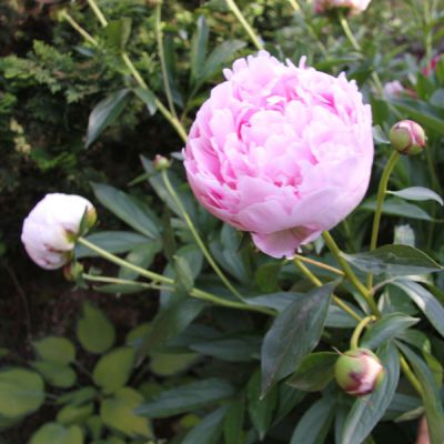 Paeonia (Lactiflora-groupe) 'Sarah Bernhardt'