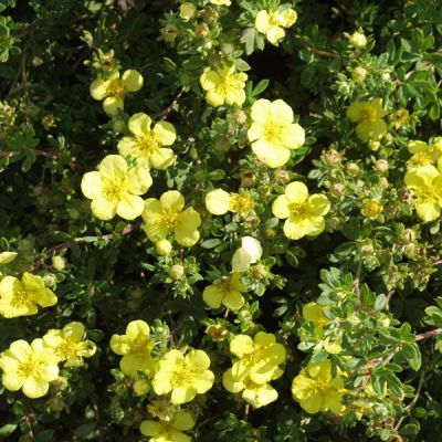 Potentilla fruticosa 'Goldfinger'