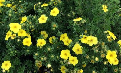 Potentilla fruticosa 'Kobold'