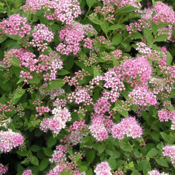 Spiraea japonica 'Little Princess'