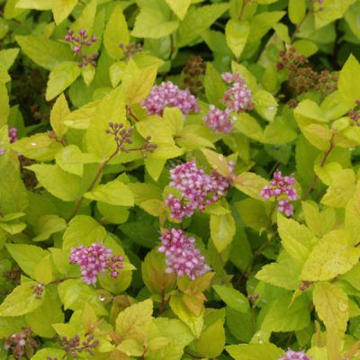 Spiraea japonica 'Golden Princess'