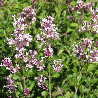 Syringa meyeri 'Palibin'