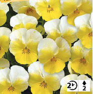2025 Viola cornuta Twix Primrose- Pensée - Violette