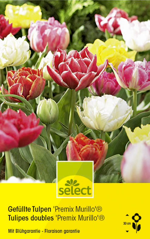 Bulbes Tulipes doubles Premix Murillo mélange