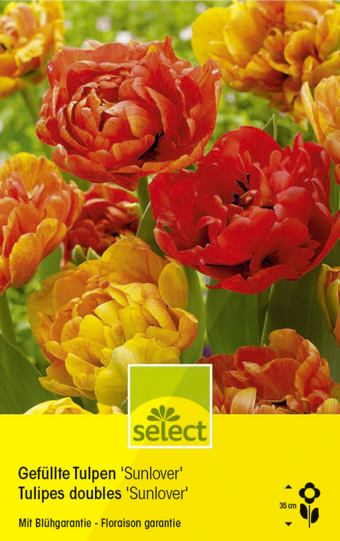 Bulbes Tulipes doubles 'Sunlover'