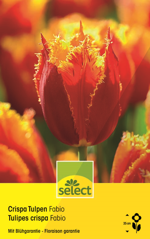 Bulbes Tulipes crispa Fabio