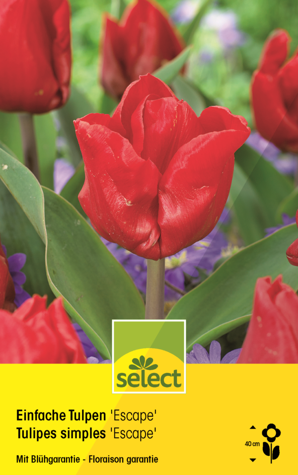 Bulbes Tulipes simples 'Escape'
