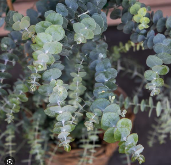 Eucalyptus cinerea Baby Blue Bouquet - Eucalyptus