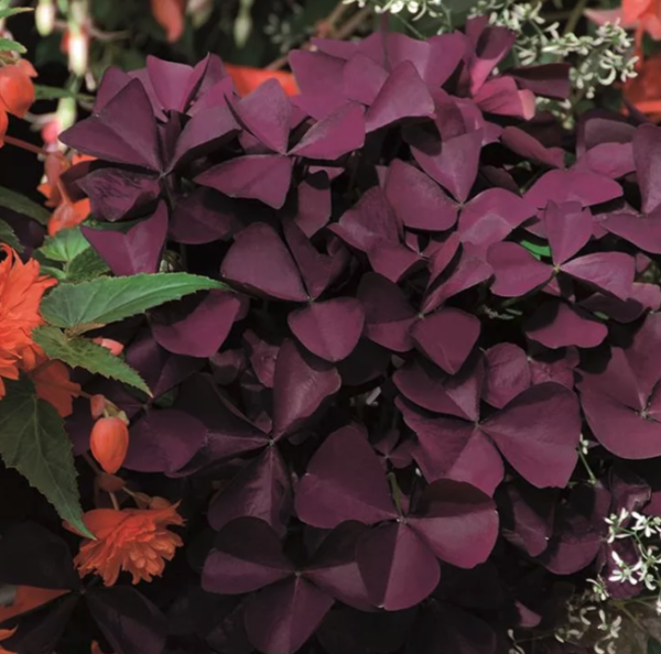 Oxalis Burgundy Wine - Oxalis