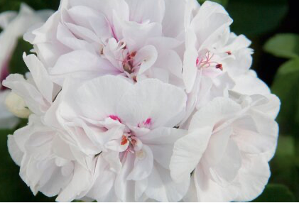 2026 Pelargonium peltatum (Mi-Lierre) Royal White Wings - Géranium demi-lierre