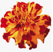 2026 Tagetes x patula Safari Bolero - Oeillet d'Inde