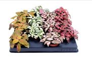 Fittonia mix