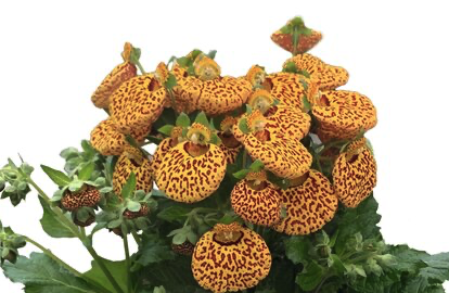 2025 Calceolaria cultivars Calynopsis Yellow Leopard - Calcéolaire