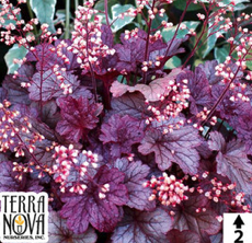 2025 Heuchera x hybrida Shanghai - Heuchère