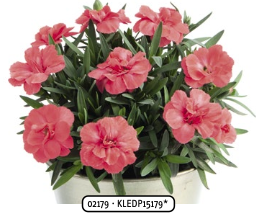 2025 Dianthus caryophyllus Oscar Salmon - Oeillet