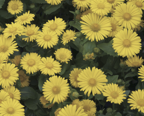 2025 Doronicum orientale Leonardo Compact - Doronique d'Orient