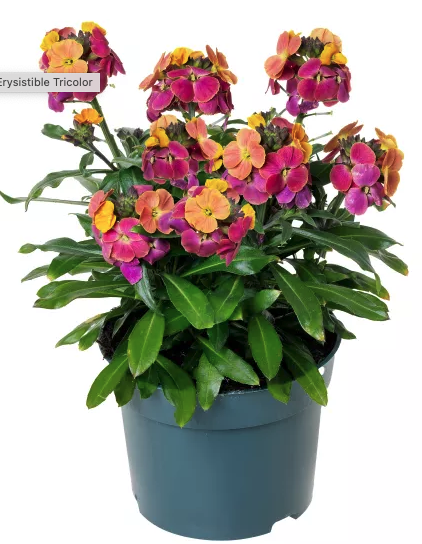 2025 Erysimum hybrida Erysistible Tricolor - Giroflée