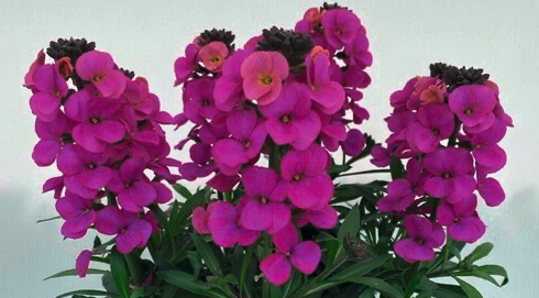 2025 Erysimum hybrida Leya Lilac Glow - Giroflée