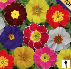 2025 Primula vulgaris Oregon Spécial Mix - Primevère