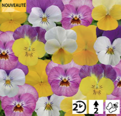 2025 Viola cornuta Twix Pink Lemonade Mix - Pensée - Violette