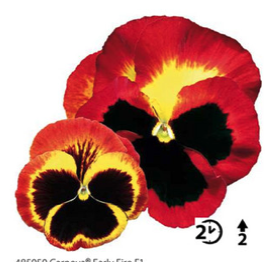 2025 Viola x wittrockiana Carneval Early Fire - Pensée - Violette