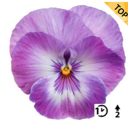 2025 Viola x wittrockiana Carneval Early Lavender Shades - Pensée - Violette