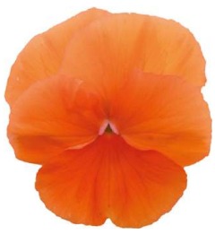 2025 Viola x wittrockiana Carneval Orange - Pensée - Violette