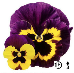 2025 Viola x wittrockiana Carneval Yellow Purple Face - Pensée - Violette