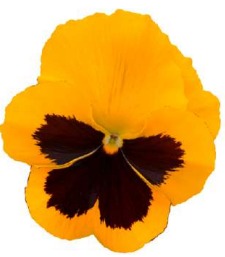 2025 Viola x wittrockiana Carneval Yellow with Blotch - Pensée - Violette