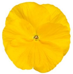 2025 Viola x wittrockiana Carneval Yellow - Pensée - Violette