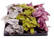 Begonia rex hybrid
