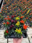 Capsicum annuum