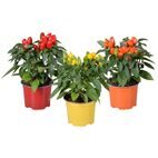 Capsicum annuum Samba