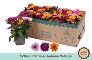 Chrysanthemum carnaval automne mix